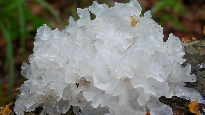 Bakuchiol, Tremella oraz Silikon roślinny