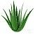 Aloes