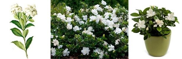 Gardenia