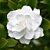 Gardenia