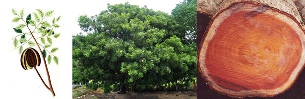 Drewno mahoniowe