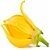 Ylang-Ylang